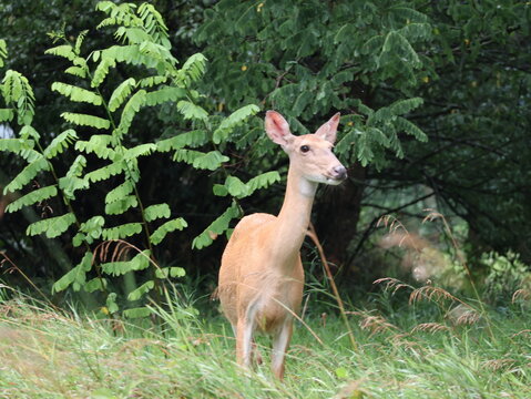 White-Tailed Doe Standing in Tall Grass