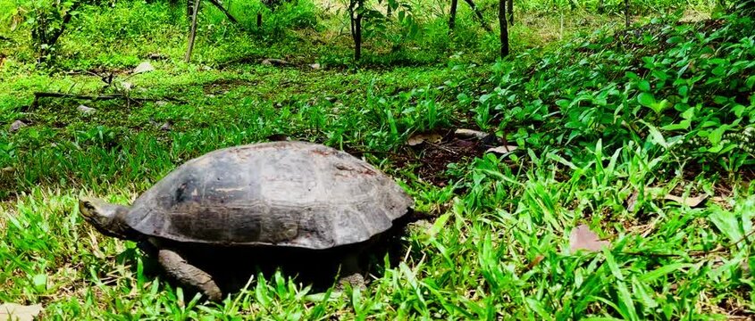A large land turtle slowly crawls across the dry ground in a natural forest environment during daytime.