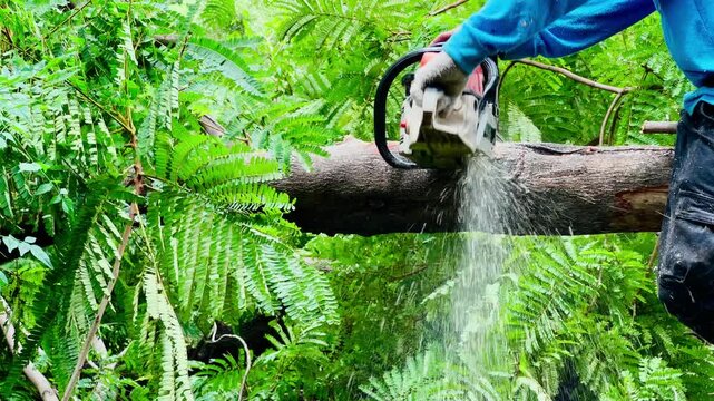 A worker uses a powerful chainsaw to cut down a large tree branch in a lush green park during daylight.