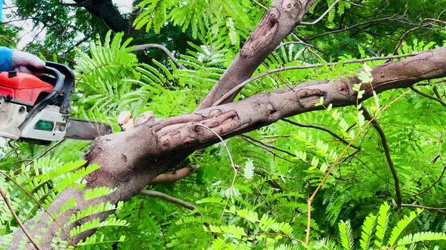 A worker uses a powerful chainsaw to cut down a large tree branch in a lush green park during daylight.