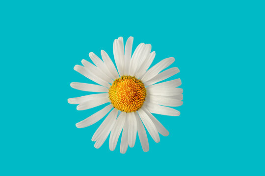 Freigestellte Weisse Margerite auf blauem Hintergrund
