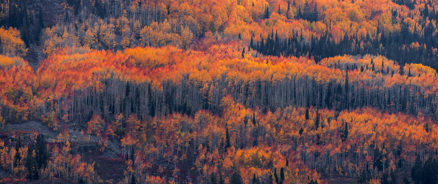 View of the vibrant autumn foliage in Wasatch Mountain State Park, featuring a dense forest of golden aspen trees and dark evergreens on a mountainside in Midway, Utah, United States.