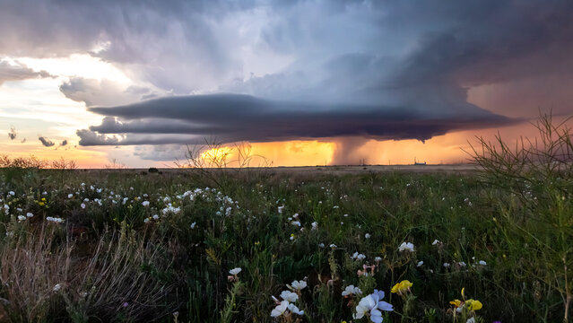 View of a dramatic supercell thunderstorm with a rain shaft illuminated by golden sunset light over a field of wildflowers in Oklahoma City, Oklahoma, United States.