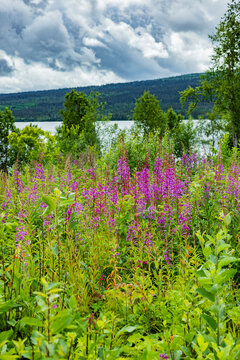 Weider&ouml;schen in Schweden in einer Wiese an einem See