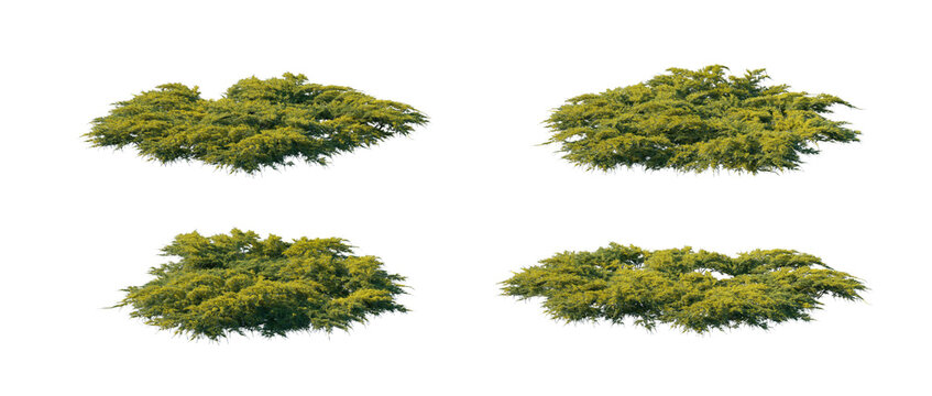 juniperus pfitzeriana aurea 4 clumps collection (pfitzer juniper, golden pfitzer juniper, pfitzeriana aurea) isolated PNG on a transparent background premium nature cutout