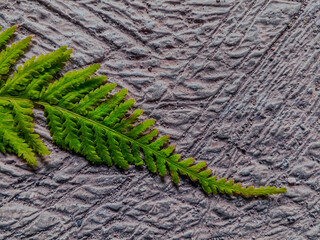 ​High angle view of green fern leaf lying diagonally on rough textured concrete floor © OeyPingAn