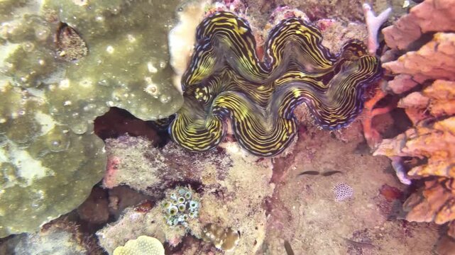 Giant Clam With Open Mantle on Coral Reef