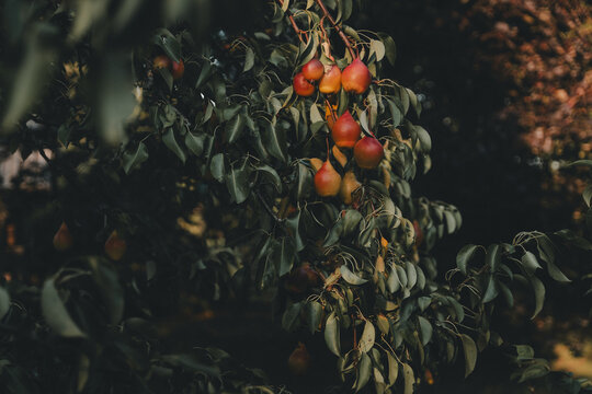 View of ripe pears hanging from a tree branch with lush green leaves in the warm light of an orchard in Vormsi, Laane County, Estonia.