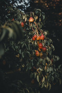 View of ripe red pears hanging from the branches of a tree on Vormsi in Laane County, Estonia.
