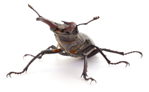 Male Stag Beetle Front View