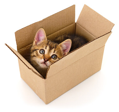 Small Kitten Sitting Inside Open Cardboard Box