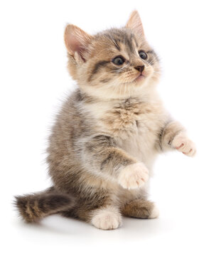 Small Fluffy Kitten Standing on Hind Legs