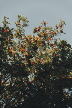 View of a rowan tree with clusters of bright red berries against a clear blue sky in Vormsi, Laane County, Estonia.