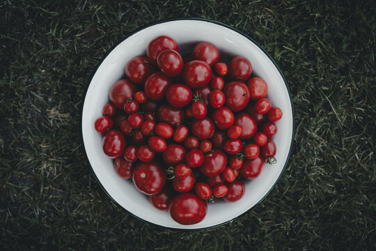 View of a bowl filled with fresh red tomatoes resting on green grass in Vormsi, Laane County, Estonia.