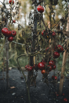 View of ripe red tomatoes growing on a vine with withered foliage and wooden stakes in a garden on Vormsi, Laane County, Estonia.