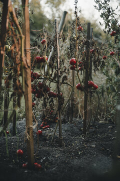 View of Vormsi tomato plants with ripe red fruit hanging from wooden stakes in a garden in Laane County, Estonia.