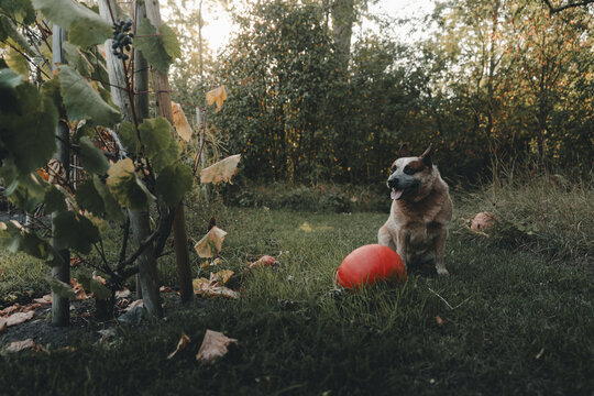 View of an Australian Cattle Dog sitting in a garden next to a bright orange pumpkin with grapevines and autumn trees in the background in Laane County, Estonia.