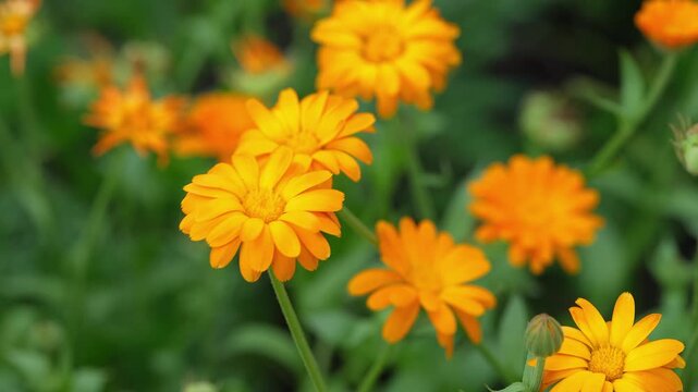 Vibrant orange calendula flowers blooming beautifully in a lush green garden under soft natural light. Close up.
