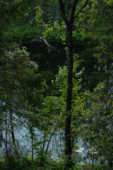 Fototapeta premium The surface of the forest lake surrounded by shrubs and trees with green leaves.