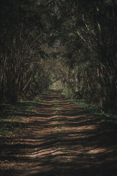 View of a dirt road winding through a dense forest with tall trees and dappled sunlight on the ground in Vormsi, Laane County, Estonia.