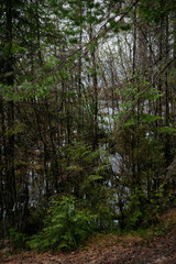 Spring in the coniferous forest. © Grigoriy