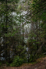 Spring in the coniferous forest. © Grigoriy