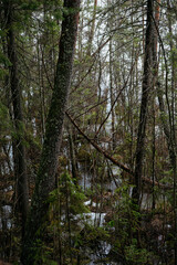 Spring in the coniferous forest. © Grigoriy