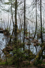 Spring in the coniferous forest. © Grigoriy