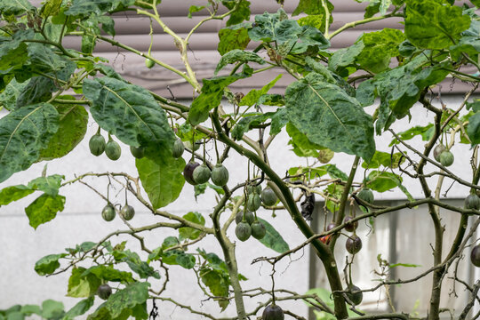 Several Tree Tomatos on the tree.