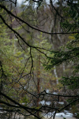 Fototapeta premium Mysterious sacred forest.