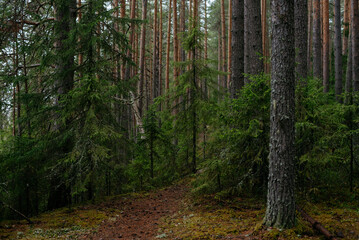 Fototapeta premium spring forest. Landscapes of taiga trees