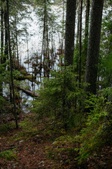 Spring in the coniferous forest. © Grigoriy