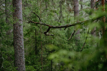 Fototapeta premium spring forest. Landscapes of taiga trees