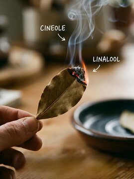 Burning Bay Leaf Releasing Cineole and Linalool Compounds