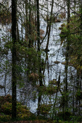 Spring in the coniferous forest. © Grigoriy