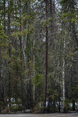 Spring in the coniferous forest. © Grigoriy