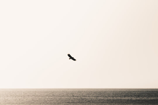 View of a white-tailed eagle soaring above the sea near the island of Vormsi, Laane County, Estonia.