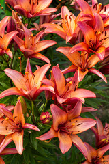Fototapeta premium Orange lily flowers blooming in a summer garden