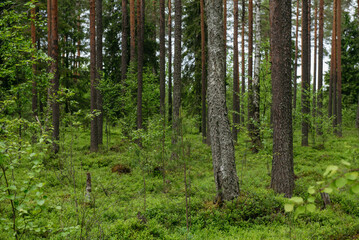 Fototapeta premium A spring forest. Warm sunlight, deep shadows, and bright patches of sun.