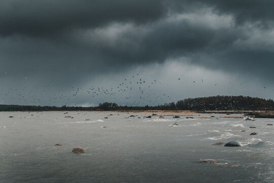 View of Vormsi island coastline with a large flock of birds flying over the rocky sea under a dark, stormy, overcast sky in Laane County, Estonia.