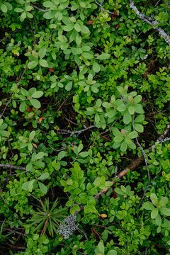 sprouts of blueberry bushes