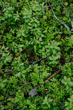 sprouts of blueberry bushes