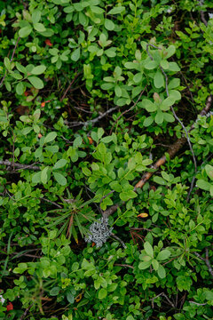 sprouts of blueberry bushes