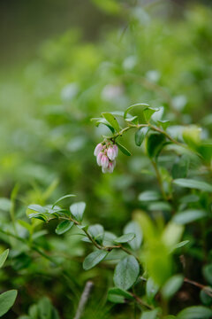 sprouts of blueberry bushes
