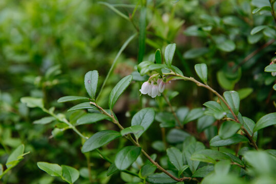 sprouts of blueberry bushes