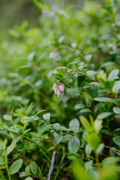 sprouts of blueberry bushes