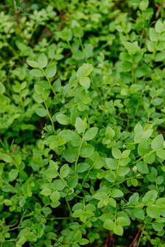 sprouts of blueberry bushes