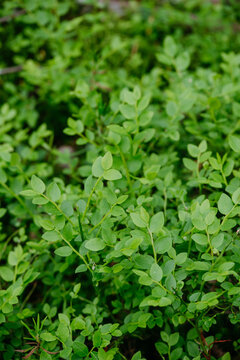 sprouts of blueberry bushes