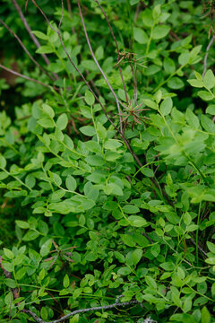 sprouts of blueberry bushes