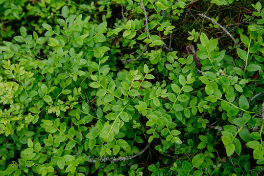 sprouts of blueberry bushes